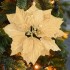 flor de navidad